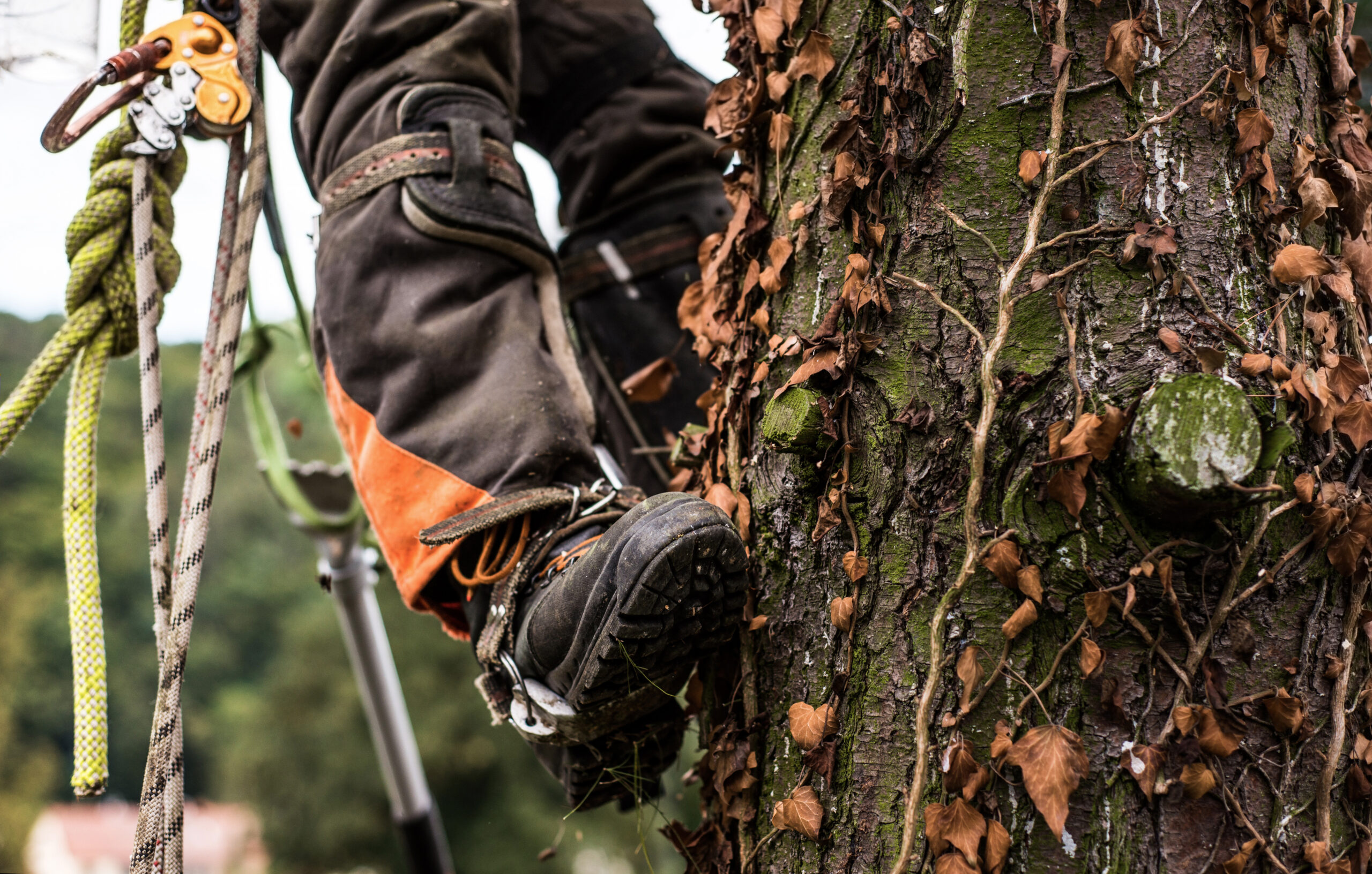 Arborist with harness cutting a tree, climbing