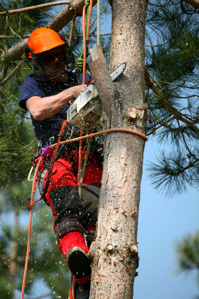 Tree surgeon using chainsaw on tree